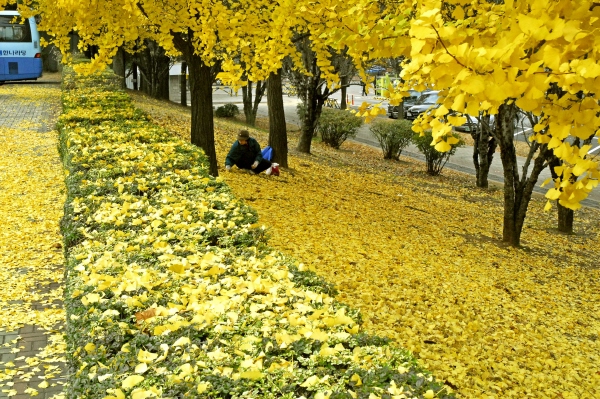 서울 여의도 국회 경내 운동장 주변의 나무들이 온통 노란색으로 물들어 있어 가을 정취를 물씬 풍기고 있다.