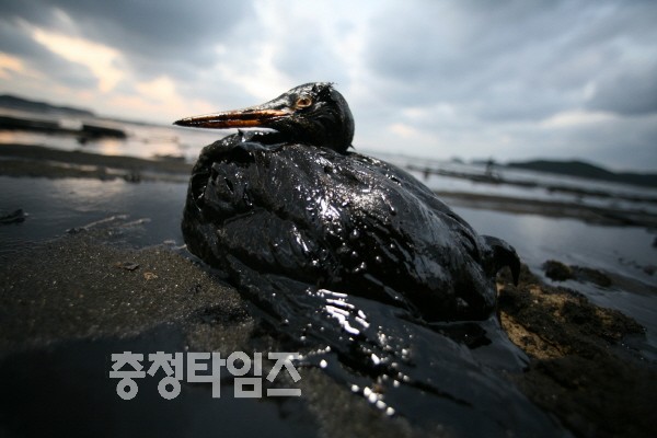 충남 태안군 해상에서 발생한 원유 유출사고로 인해 8일 오전 해안에서 기름을 뒤집어쓴채 발견된 겨울철새(뿔논병아리)가 사태의 심각성을 느끼게 한다./환경운동연합 제공