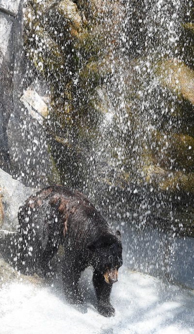 첨부용. 대전과 충남지역에 폭염경보가 발효된 12일 오후 중구 오월드 동물원에서 곰 한마리가 물을 맞으며 더위를 식히고 있다. /뉴시스
