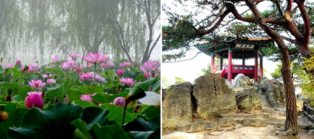 부여군 궁남지연꽃(왼쪽), 부소산성 모습.