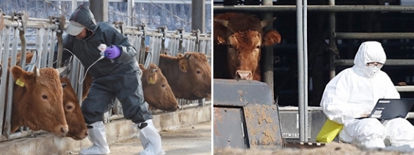 (왼쪽) 안성에서 구제역이 발생한 가운데 30일 대전 서구 봉곡동의 한 축산농가에서 방역관계자가 소들에게 예방접종을 하고 있다. /뉴시스