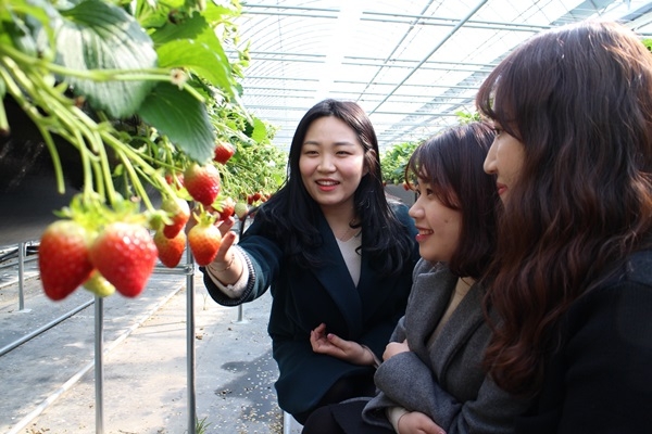 방문객들이 황규민씨의 하우스에서 딸기를 수확하는 체험을 하고 있다.