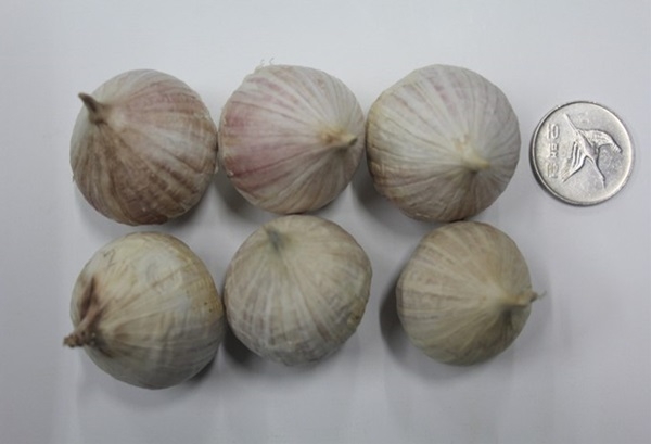 충북도 농업기술원 마늘연구소가 품종 출원한 통통 마늘.