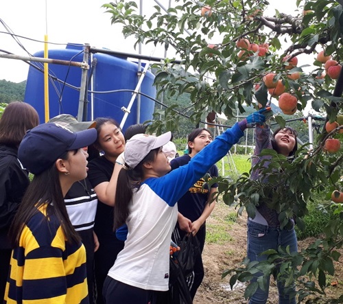 영동 솔향기수박마을을 찾은 체험객들이 사과를 수확하고 있다.