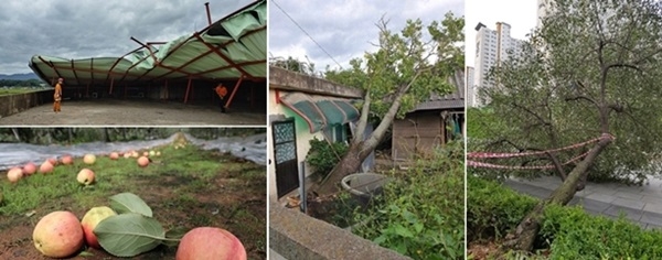 강풍을 동반한 제 13호 태풍 '링링'이 강타한 충청지역에서 각종 시설물 파손과 과수 낙과 등 피해가 속출했다.