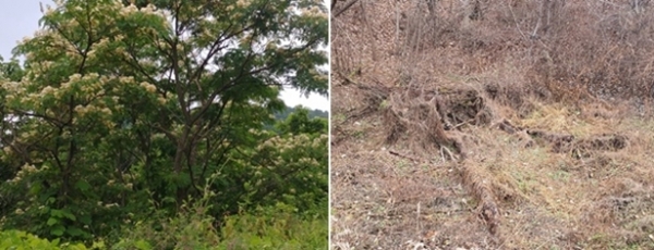 지난 7월 발견 당시 진천 왕자귀나무 군락지(왼쪽)와 훼손된 채 방치된 모습.