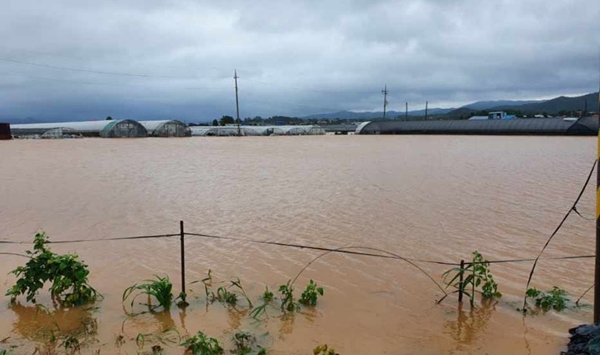 폭우로 침수된 서산지역 농경지 모습.