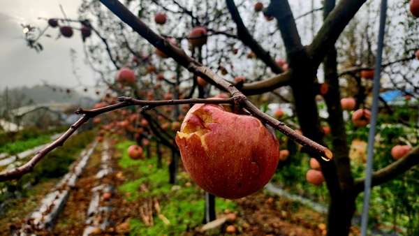 지난 27일 제천시 송학면 시곡리 한 과수원의 사과나무에 전날 내린 우박으로 상처를 입은 사과가 위태롭게 매달려 있다. /뉴시스
