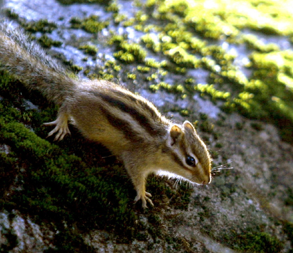 단풍잎들 사이로 다람쥐가 먹이를 찾는 듯 주변을 돌아다니고 있다.
