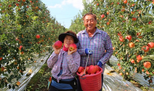 태안읍 인평리의 한 농가에서 부부가 수확한 사과를 들어보이고 있다. /태안군 제공