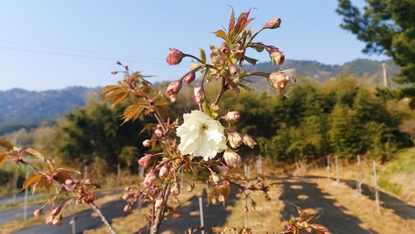 지난 4월 서산시농업기술센터 실증포에 식재된 청벚꽃 접목묘.