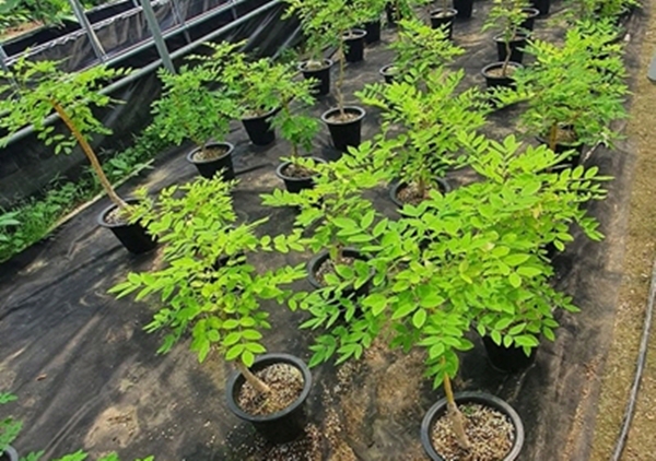 반려식물 전문기업인 청주 그린핑거스에서 반려식물 회화나무를 재배하고 있는 모습.